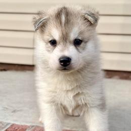 Gray boy - Gray and white male Siberian Husky puppy in Jacksonville, North Carolina from Seabound Siberians