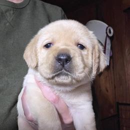 3rd Pick Female - Yellow female Labrador Retriever puppy in Andrews, South Carolina from Leyland Cypress Retrievers