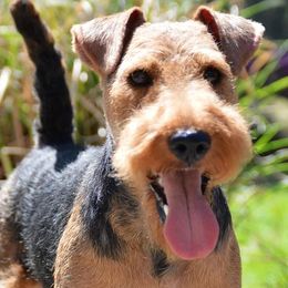 Welsh Terriers and West Highland White Terriers from Dragon Shield Terriers