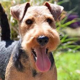 Welsh Terriers and West Highland White Terriers from Dragon Shield Terriers