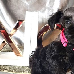 Wednesday (Pink Collar) - Miniature Schnauzer puppy in Titusville, Florida from Alysha's Grandbabies