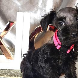 Wednesday (Pink Collar) - Miniature Schnauzer puppy in Titusville, Florida from Alysha's Grandbabies