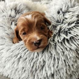 Nugget - Red  male Goldendoodle puppy in Grand Junction, Colorado from QP Doodles