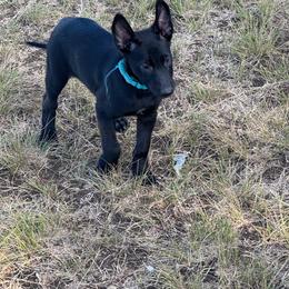 Black Malinois Female - Black female Belgian Malinois puppy in Irmo, South Carolina from Kaizen Ruach Malinois