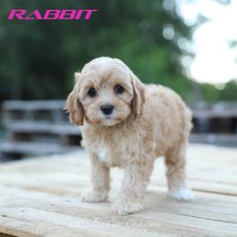 Rabbit - Cream female Cockapoo puppy in Canastota, New York from Silver City Cockapoos