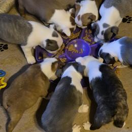 Boston Terrier Puppies from Celtic Kennel Bostons