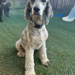 Jazz - Labradoodle
