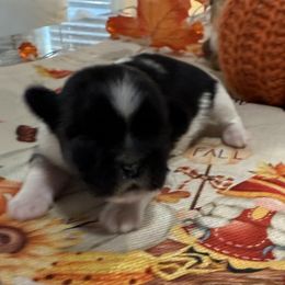 Holly - Black and white female Shih Tzu puppy in Stafford, Virginia from Bayview Pups