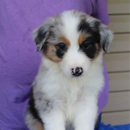 Ryan - Blue merle male Australian Shepherd puppy in Hammond, Louisiana from Gold Ring Australian Shepherds
