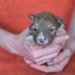 Hermione - Blue female Pembroke Welsh Corgi puppy in Tallahassee, Florida from Koko's Korgis