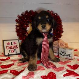 Bruce Springsteen - Phantom male Bernedoodle puppy in Gilbert, Arizona from The Berne Barn... it’s a Doodle thing!