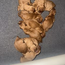 Girl 4 - Dark golden female Golden Retriever puppy in Litchfield, Illinois from Moore’s Goldens