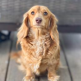 Shorty - Dachshund