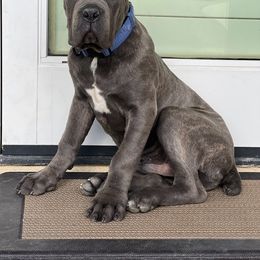 Cane Corso Puppies from JSM Corsos
