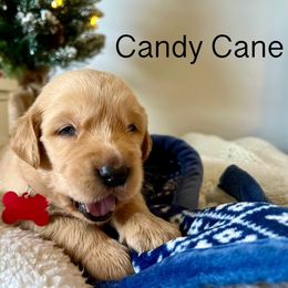 Candy Cane - Golden Retriever puppy in Cocoa, Florida from Goldens of the Groves LLC.