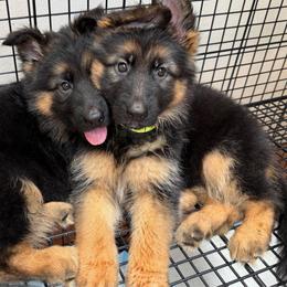 Yellow Girl (Assign on Pick up) - Black and red female German Shepherd puppy in Davie, Florida from Vom Broward Haus