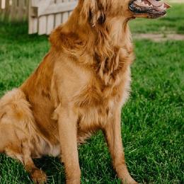Conrad - Golden Retriever