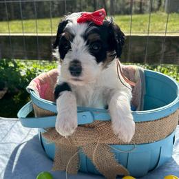 Lovebug - Tri-color female Bernedoodle puppy in Camden, North Carolina from Oopsie Doodles of NC