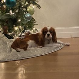 Charlotte  - Cavalier King Charles Spaniel