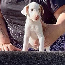 Girl 1 - female Ibizan Hound puppy in Oklahoma from Nevaeh Ibizan Hounds