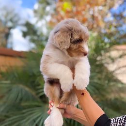 Aussiedoodle, Bernedoodle, Goldendoodle, and Poodle Puppies from Teddy Doodles & Standard Poodles