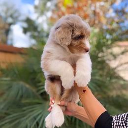 Aussiedoodle, Bernedoodle, Goldendoodle, and Poodle Puppies from Teddy Doodles & Standard Poodles