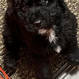 Goldendoodles and Labradoodles from Molly's Place