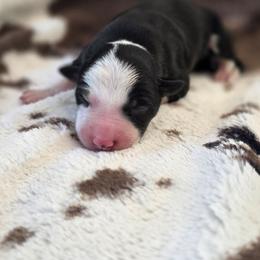 Remington - Black and white male Border Collie puppy in Red Bluff, California from 3R Ranch / Australian cattle dogs