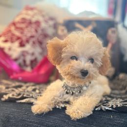 Tiffany - Apricot female Poodle puppy in Taylorsville, North Carolina from SilverLining highlands and hounds