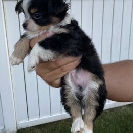 Chihuahua Puppies from Petite Pups