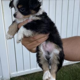 Chihuahua Puppies from Petite Pups