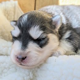 Pomsky Puppies from KP Pomskies LLC
