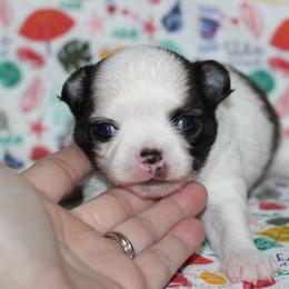 Blade 3,300 - Sable spotted white male Chihuahua puppy in Cache, Oklahoma from Charming Lil Chihuahuas