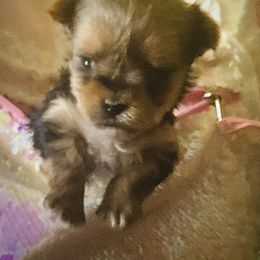 Tiny Tim - Black and gold male Yorkshire Terrier puppy in Nitro, West Virginia from Kathryn's Yorkies