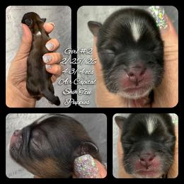 Lisa Marie - Red female Shih Tzu puppy in Maize, Kansas from Air Capital Shih Tzu Puppies