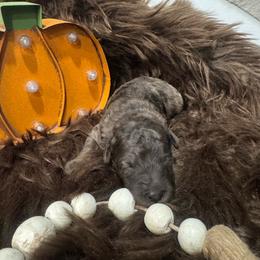 Shadow - Merle male Goldendoodle puppy in Etna, California from SRS Goldendoodles