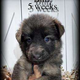 Blitz - Blue female German Shepherd puppy in Sequim, Washington from German Shepherd Haus