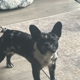 French Bulldogs from Hauppy’s Frenchies