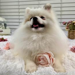 Spot - Pomeranian