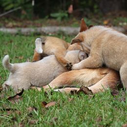 Australian Cattle Dog Puppies from Hollow Log ACDs