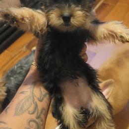 Bubbles - Black and tan female Silky Terrier puppy in City Of Orange, New Jersey from Fur-Ever Friends