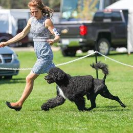 Portuguese Water Dogs from Sisu Portuguese Water Dog