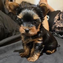 Yorkshire Terrier puppies from Granny's yorkshire Terrier Modesto California