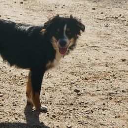 Aussiedoodles and Toy Australian Shepherds from IMR Aussie and Aussiedoodles