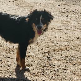 Aussiedoodles and Toy Australian Shepherds from IMR Aussie and Aussiedoodles