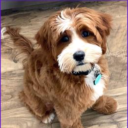 Playa - Australian Labradoodle