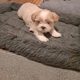 Shih Tzu Puppies from N.F.S.T Imperial ShihTzu Puppies.