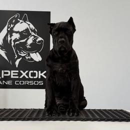 Female 4 - Black female Cane Corso puppy in Cashion, Oklahoma from APEXOK Cane Corsos