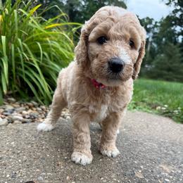 Pink - Girl - Cream female Goldendoodle puppy in Kent City, Michigan from Hannah Mae Doodles