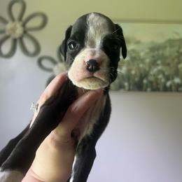 Storm - Brindle female Boxer puppy in Henderson, Tennessee from Vom Broadvalley